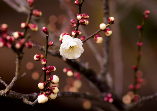 Budding Apricot Flower